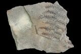 Pennsylvanian Fossil Fern (Lyginopteris) - Alabama #112751-1